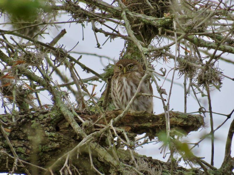 Ferruginous Pygmy-Owl